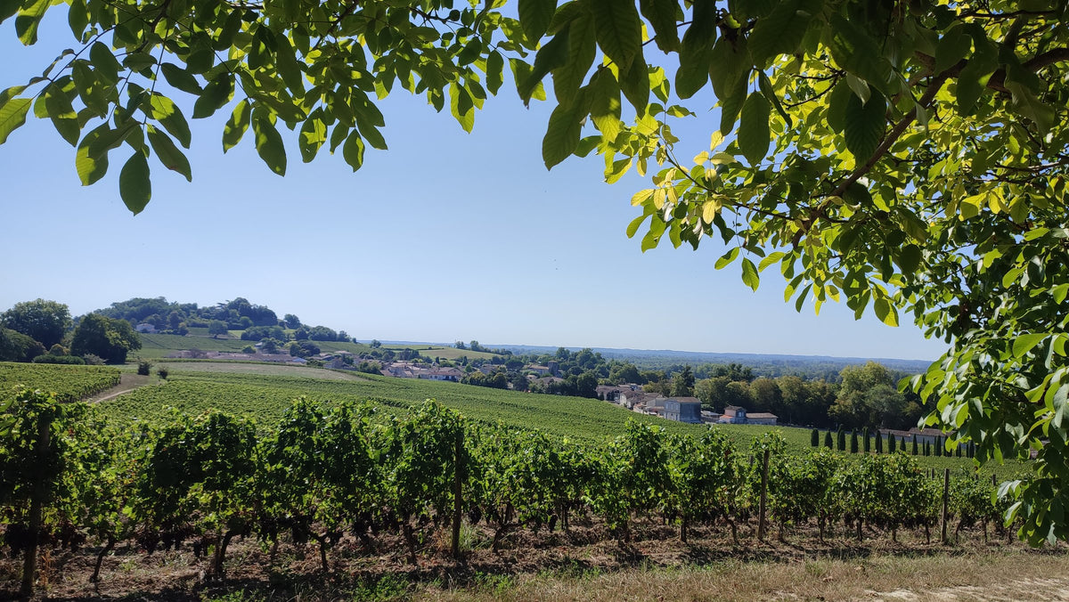 Panorama sur les vignes de Fronsac sous un ciel bleu