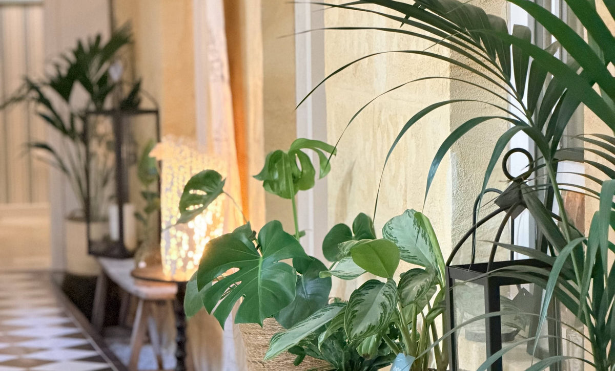 Plantes, colonnes et damier : un décor du Comptoir