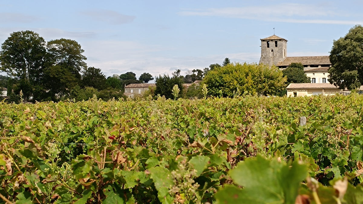 Grappes de raisin dans les vignes, château en arrière-plan