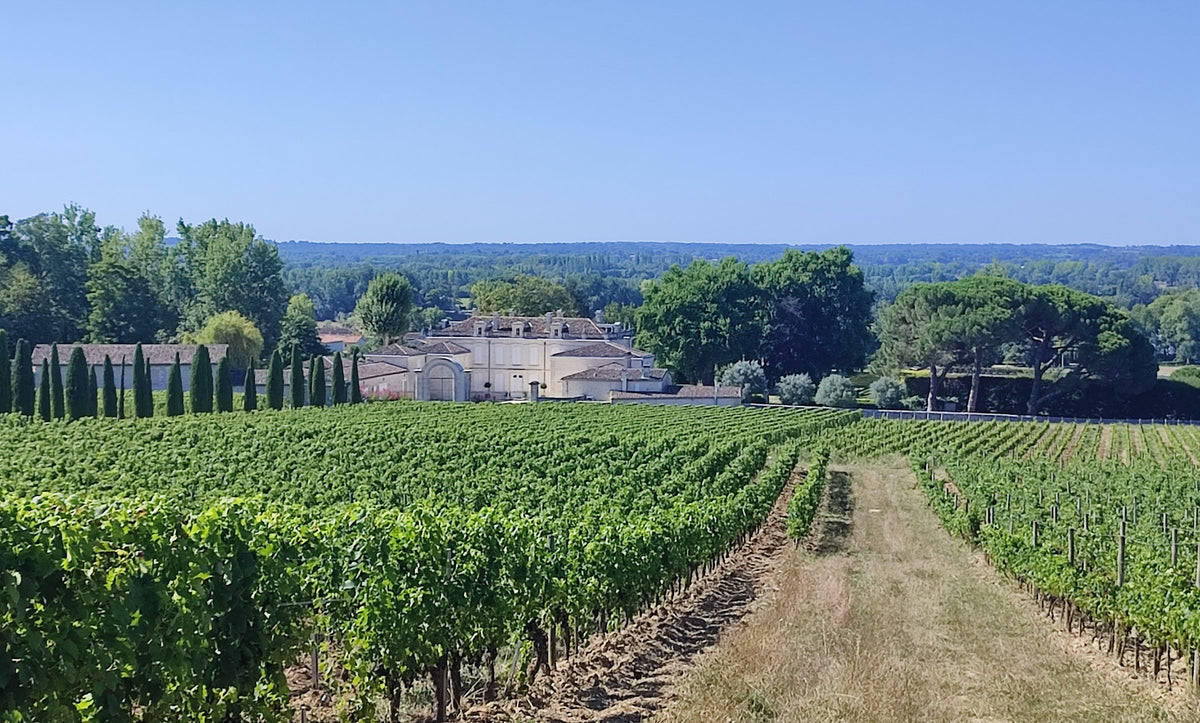Rangs de vigne et horizon dans le vignoble de Fronsac